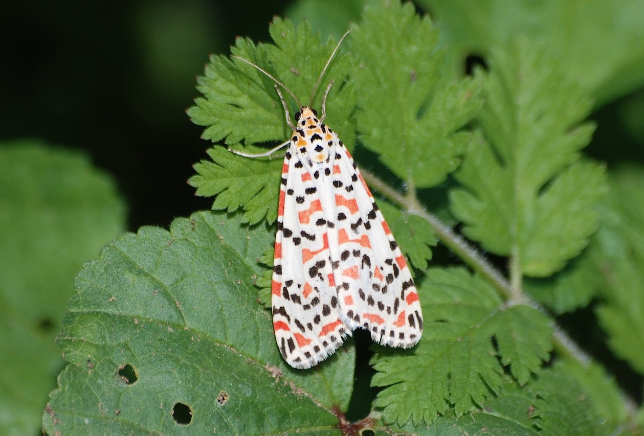 Utetheisa pulchella, (Linneaus, 1758)